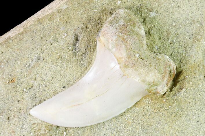 Fossil Mako Shark (Isurus) Tooth On Sandstone - Bakersfield, CA #144452